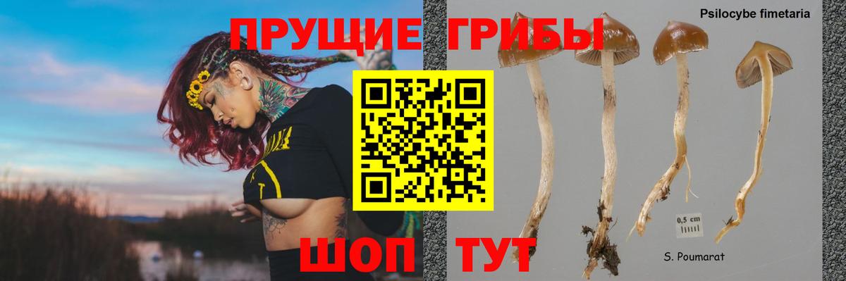 Псилоцибиновые грибы GOLDEN TEACHER  наркотики  Галлюциногенные грибы мицелий  Камышлов  Вход с VPN 